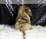 Small #5 Dachshund
