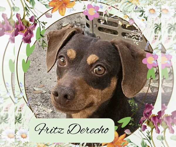Medium Photo #7 Dachshund Puppy For Sale in San Antonio, TX, USA