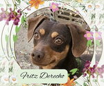 Small #6 Dachshund