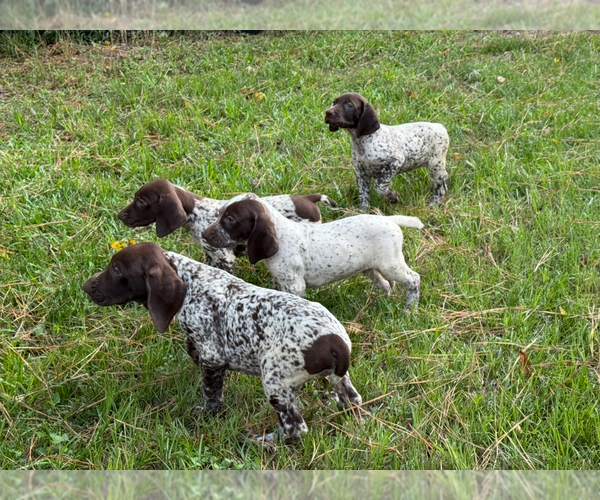 Medium Photo #1 German Shorthaired Pointer Puppy For Sale in WALLER, TX, USA