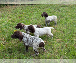 Small German Shorthaired Pointer