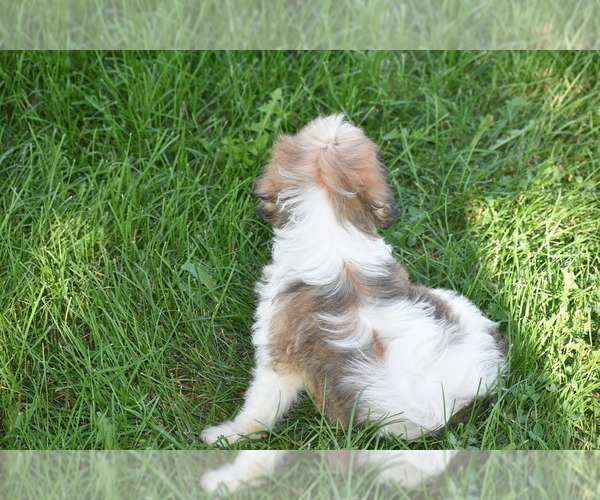 Medium Photo #5 Cavachon Puppy For Sale in ELDORADO, OH, USA