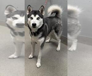 Siberian Husky-Unknown Mix Dogs for adoption in Las Vegas, NV, USA