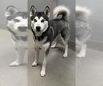 Small Siberian Husky Mix