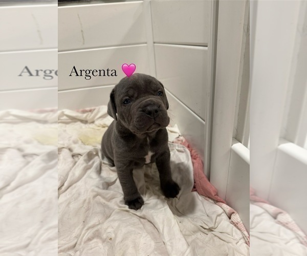 Medium Photo #13 Cane Corso Puppy For Sale in COLONIAL HEIGHTS, VA, USA