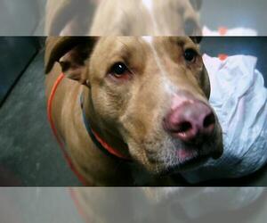 Mutt Dogs for adoption in Tulsa, OK, USA