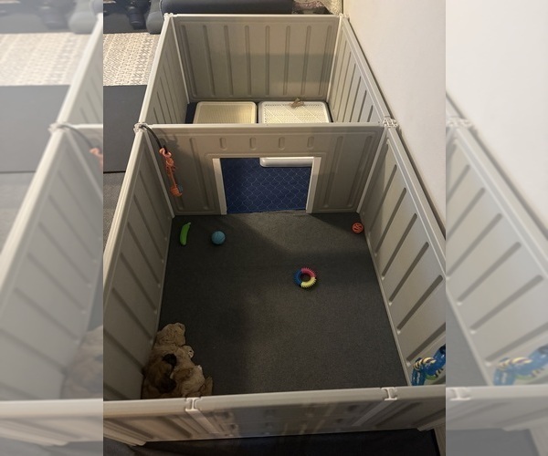 Medium Photo #7 Goldendoodle (Miniature) Puppy For Sale in CAPE CORAL, FL, USA