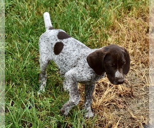 German Shorthaired Pointer Puppy for sale in WARSAW, NC, USA