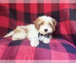 Small #7 Cavapoo