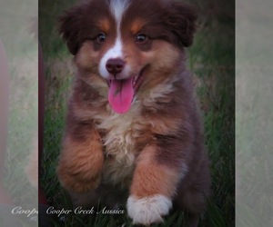 Miniature Australian Shepherd Puppy for sale in SMITHVILLE, AR, USA