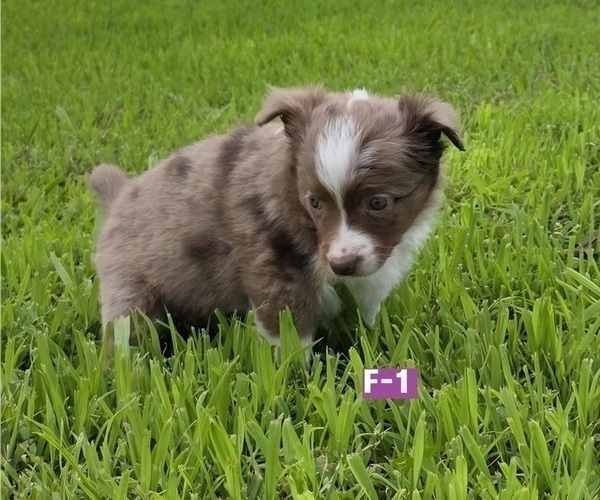Medium Photo #4 Miniature Australian Shepherd Puppy For Sale in EVERTON, MO, USA