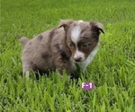 Small #3 Miniature Australian Shepherd