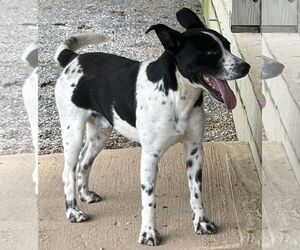 Dalmatian-Labrador Retriever Mix Dogs for adoption in Rockaway, NJ, USA