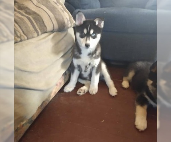 Medium Photo #1 Siberian Husky Puppy For Sale in WORTHINGTON, PA, USA