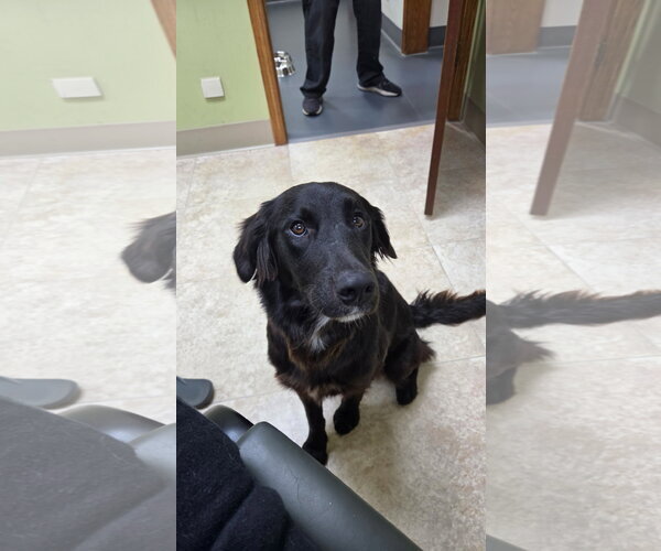 Medium Photo #12 Australian Retriever Puppy For Sale in Buffalo, MN, USA