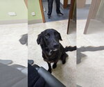 Small #11 Australian Retriever