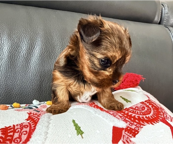 Medium Photo #12 Yorkshire Terrier Puppy For Sale in ROCKLIN, CA, USA