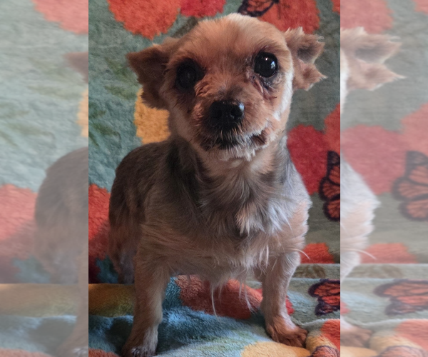Medium Photo #2 Mutt Puppy For Sale in Decatur, GA, USA