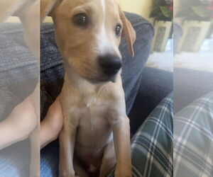 Mutt Dogs for adoption in Cliffwood, NJ, USA