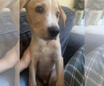 Small Mutt
