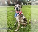 Small #2 Catahoula Leopard Dog Mix