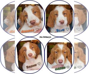 Brittany Puppy for sale in HIBBING, MN, USA