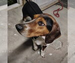 Small Treeing Walker Coonhound