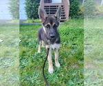 Small #7 German Shepherd Dog Mix