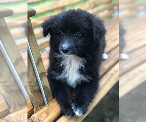 Medium Photo #5 Labrador Retriever-Pomeranian Mix Puppy For Sale in SPENCER, TN, USA
