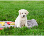 Small #3 Labrador Retriever