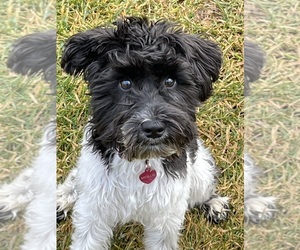 Schnauzer (Miniature) Puppy for sale in MERIDIAN, ID, USA