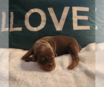 Small Photo #5 Doberman Pinscher Puppy For Sale in CORAL SPRINGS, FL, USA