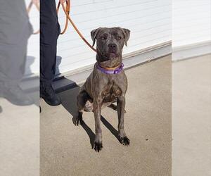 Mutt Dogs for adoption in Louisville, KY, USA