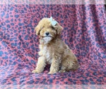 Small #6 Cavapoo (Miniature)