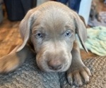 Puppy Blue Labrador Retriever