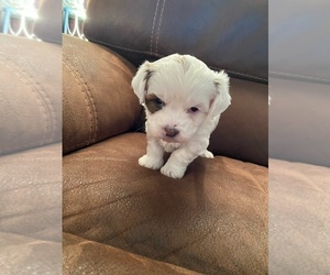 Zuchon Puppy for sale in TOLONO, IL, USA