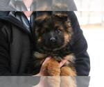 Small #2 German Shepherd Dog