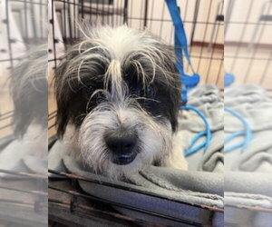 Shih Tzu-Unknown Mix Dogs for adoption in Andover, MN, USA