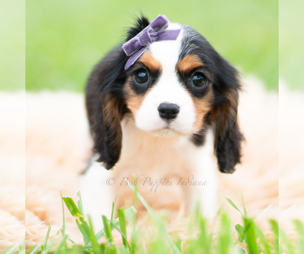 Medium Photo #4 Cavalier King Charles Spaniel Puppy For Sale in WARSAW, IN, USA