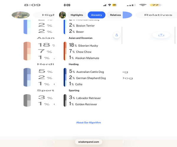 Medium Photo #9 American Pit Bull Terrier-Siberian Husky Mix Puppy For Sale in Westminster, MD, USA