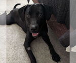 Small #1 Labrador Retriever Mix