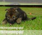 Small Photo #4 German Shepherd Dog-Sharberian Husky Mix Puppy For Sale in MULBERRY, FL, USA