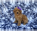 Small #2 Cavapoo (Miniature)
