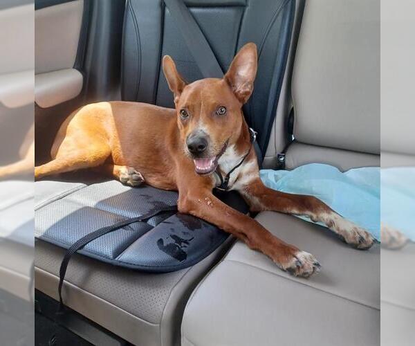Medium Photo #1 Mutt Puppy For Sale in San Antonio, TX, USA