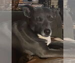 Small #2 Mutt