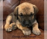 Puppy Orange Collar F Cane Corso