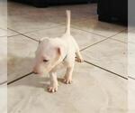 Small #2 Bull Terrier