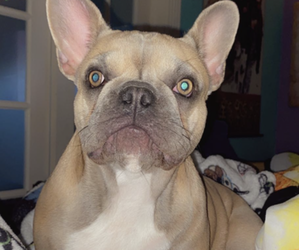 French Bulldog Puppy for sale in DRY RIDGE, KY, USA