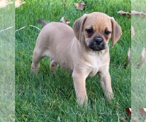 Puggle Puppy for sale in FREDERICKSBURG, OH, USA