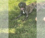 Small #8 Bulldog-Catahoula Leopard Dog Mix